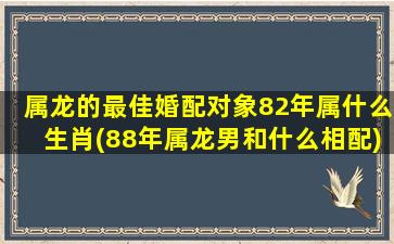 属龙的最佳婚配对象82年