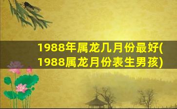 1988年属龙几月份最好(19