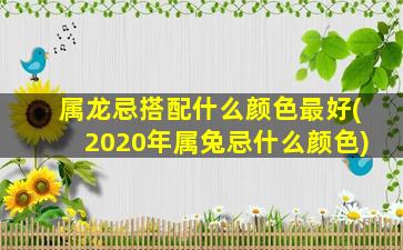 属龙忌搭配什么颜色最好(2020年属兔忌什么颜色)