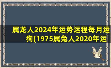 属龙人2024年运势运程每