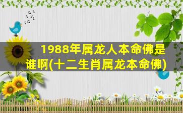 <strong>1988年属龙人本命佛是谁啊</strong>