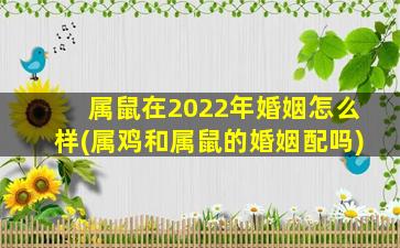 属鼠在2022年婚姻怎么样(属鸡和属鼠的婚姻配吗)