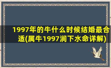 1997年的牛什么时候结婚最合适(属牛1997涧下水命详解)