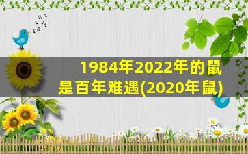 1984年2022年的鼠是百年难遇(2020年鼠)