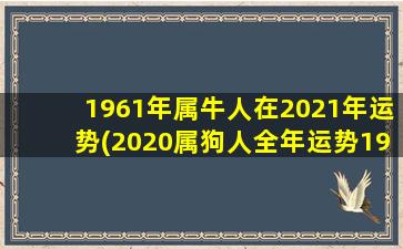 1961年属牛人在2021年运势(2020属狗人全年运势1982)