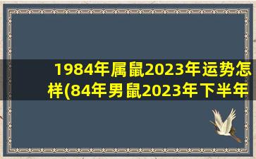 1984年属鼠2023年运势怎样(84年男鼠2023年下半年运势)