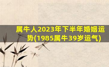 属牛人2023年下半年婚姻运势(1985属牛39岁运气)