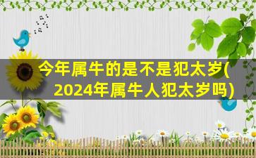 今年属牛的是不是犯太岁(2024年属牛人犯太岁吗)