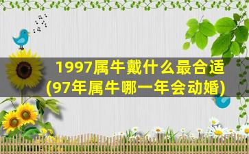 1997属牛戴什么最合适(97年属牛哪一年会动婚)