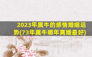 2023年属牛的感情婚姻运势(73年属牛哪年离婚最好)