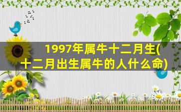 1997年属牛十二月生(十二月