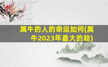 属牛的人的命运如何(属牛2023年最大的劫)