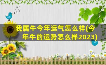 我属牛今年运气怎么样(今