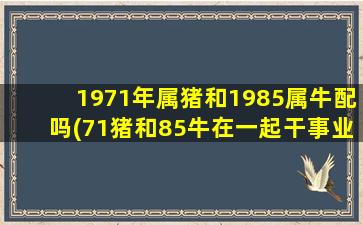 1971年属猪和1985属牛配吗