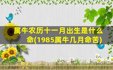 属牛农历十一月出生是什么命(1985属牛几月命苦)