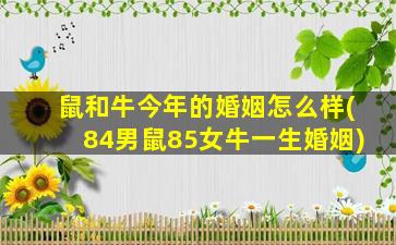 鼠和牛今年的婚姻怎么样(84男鼠85女牛一生婚姻)