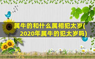 属牛的和什么属相犯太岁(2020年属牛的犯太岁吗)