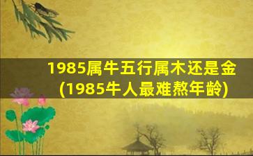 1985属牛五行属木还是金(1985牛人最难熬年龄)