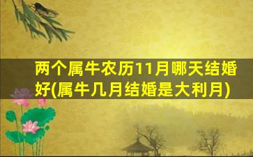 两个属牛农历11月哪天结