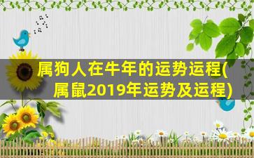 属狗人在牛年的运势运程(属鼠2019年运势及运程)