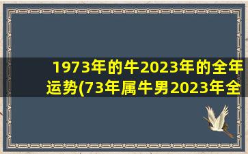 1973年的牛2023年的全年运势(73年属牛男2023年全年运势)