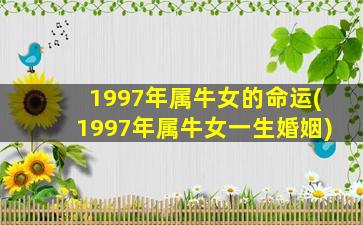 1997年属牛女的命运(1997年属牛女一生婚姻)