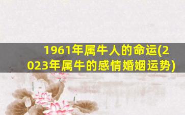 1961年属牛人的命运(2023年属牛的感情婚姻运势)