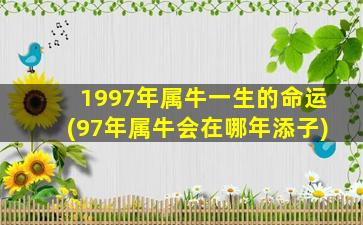 1997年属牛一生的命运(97年属牛会在哪年添子)