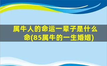 属牛人的命运一辈子是什么命(85属牛的一生婚姻)