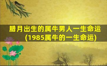 腊月出生的属牛男人一生命运(1985属牛的一生命运)