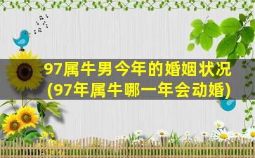 97属牛男今年的婚姻状况(97年属牛哪一年会动婚)