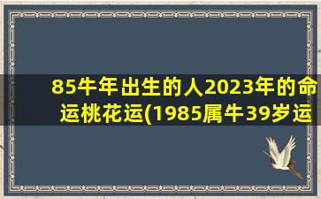 85牛年出生的人2023年的命运桃花运(1985属牛39岁运气)