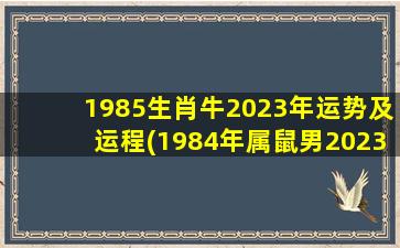 1985生肖牛2023年运势及运