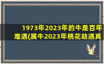 1973年2023年的牛是百年难遇(属牛2023年桃花劫遇真爱)