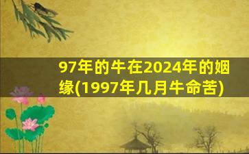 97年的牛在2024年的姻缘