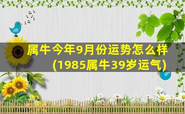 属牛今年9月份运势怎么样(1985属牛39岁运气)