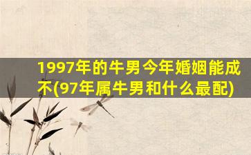 1997年的牛男今年婚姻能成不(97年属牛男和什么最配)