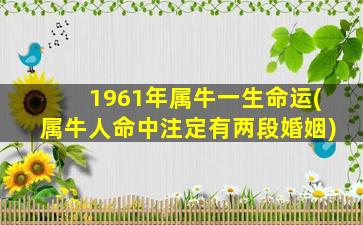 1961年属牛一生命运(属牛人命中注定有两段婚姻)