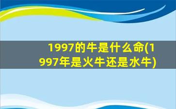 1997的牛是什么命(1997年是