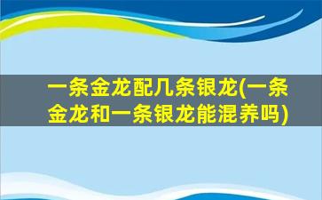 一条金龙配几条银龙(一条金龙和一条银龙能混养吗)