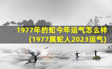 1977年的蛇今年运气怎么样(1977属蛇人2023运气)