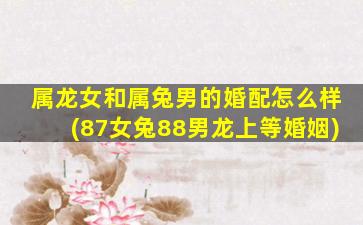 属龙女和属兔男的婚配怎么样(87女兔88男龙上等婚姻)