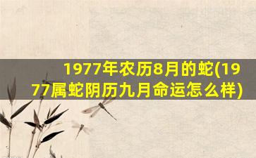 1977年农历8月的蛇(1977属蛇阴历九月命运怎么样)