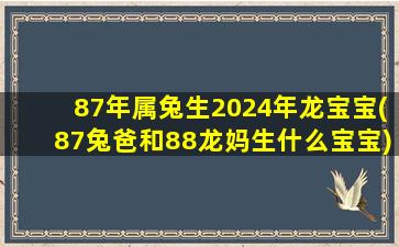 87年属兔生2024年龙宝宝(