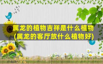 属龙的植物吉祥是什么植物(属龙的客厅放什么植物好)