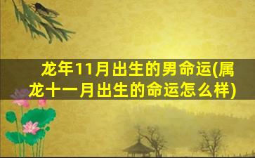 龙年11月出生的男命运(属龙十一月出生的命运怎么样)