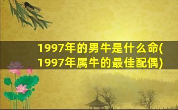 1997年的男牛是什么命(