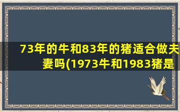 73年的牛和83年的猪适合做夫妻吗(1973牛和1983猪是贵人)