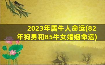 2023年属牛人命运(82年狗男和85牛女婚姻命运)