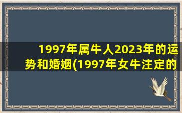 1997年属牛人2023年的运势和婚姻(1997年女牛注定的姻缘)